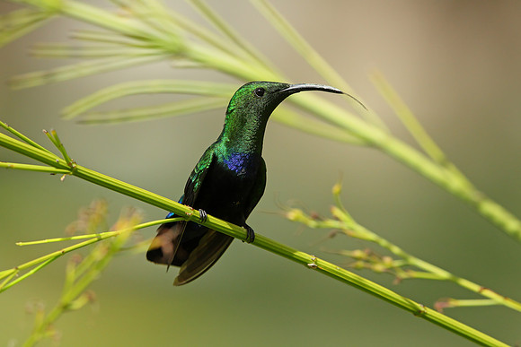 Green-throated Carib