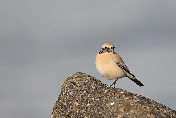 Desert Wheatear