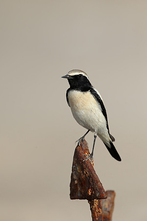 Desert Wheatear