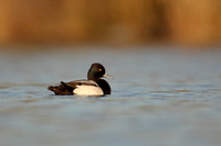 Lesser Scaup