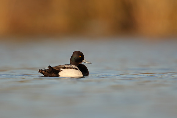 Lesser Scaup