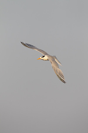 Greater Crested Tern