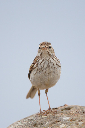 Berthelot's Pipit
