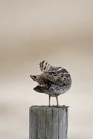 Snipe