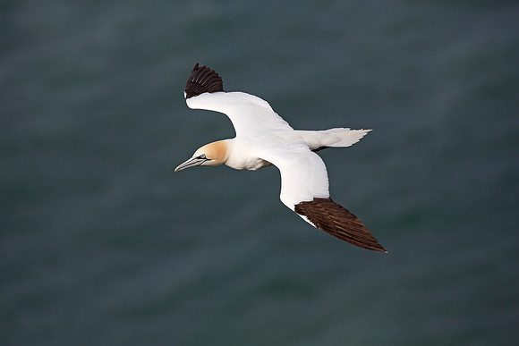 Gannet