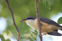 Mangrove Cuckoo