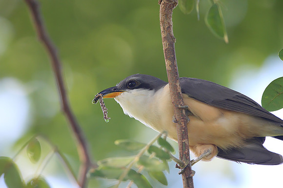 Mangrove Cuckoo