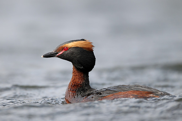 Slavonian Grebe