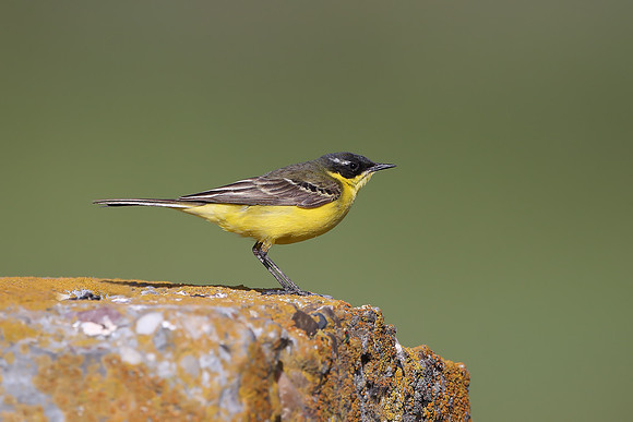 Yellow Wagtail