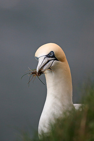Gannet