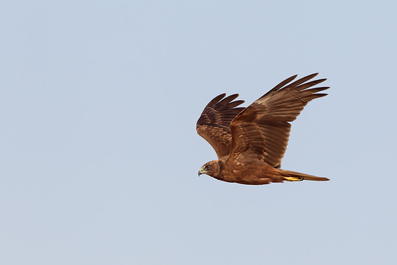 Marsh Harrier