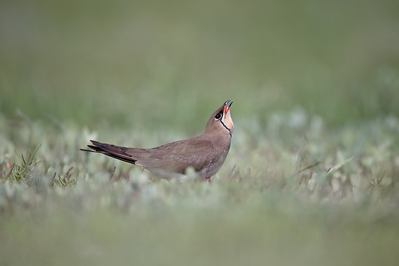 Collared Pratincole