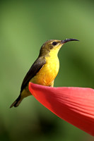 Olive-backed Sunbird
