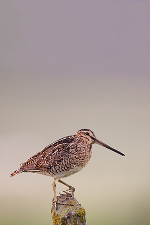 Snipe