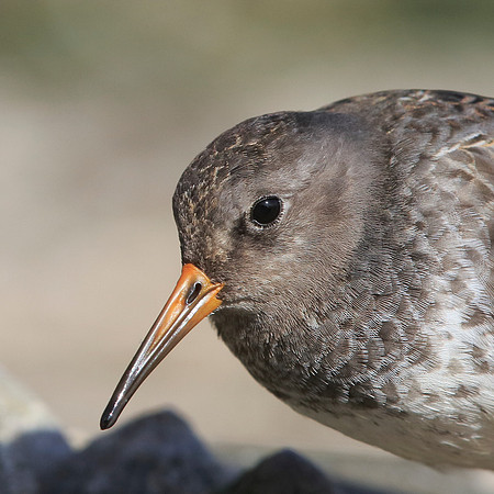 Purple Sandpiper