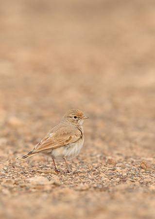 Bar-tailed Desert Lark