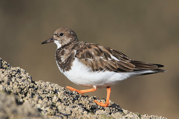 Turnstone