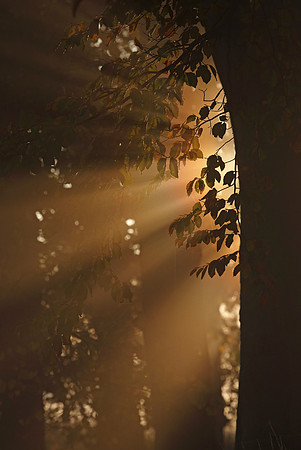 Sunbeams on Wanstead Flats