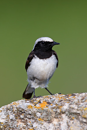 Pied Wheatear
