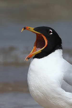 Pallas's Gull
