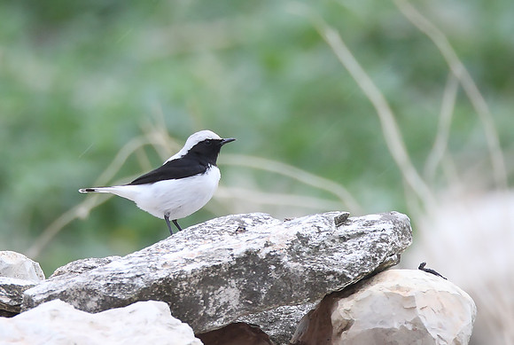 Finsch's Wheatear