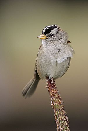 White-crowned Sparrow