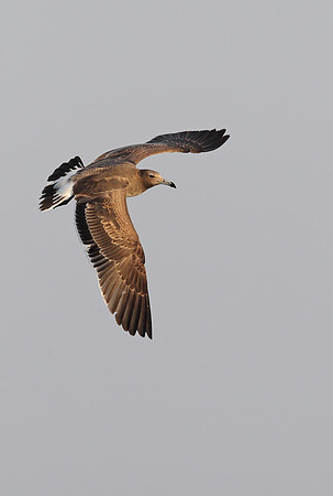 Sooty Gull
