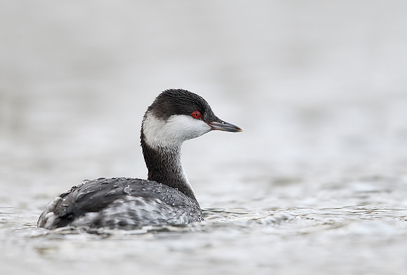 Slavonian Grebe