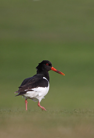 Oystercatcher