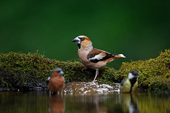 Hawfinch
