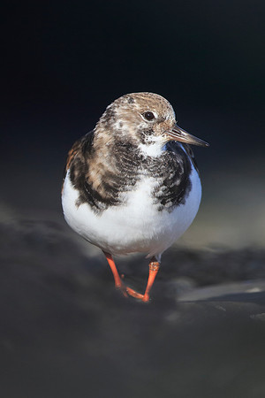 Turnstone