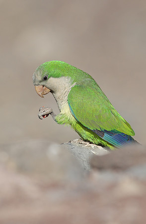 Monk Parakeet