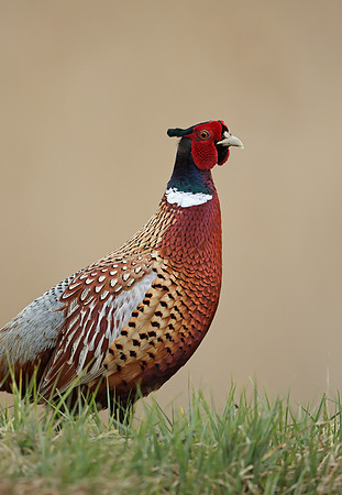 Pheasant