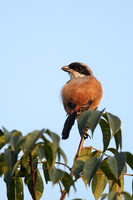 Shrikes