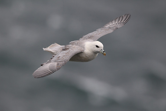 Northern Fulmar