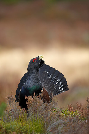 Capercaillie