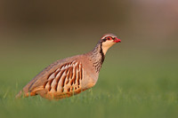 Red-legged Partridge