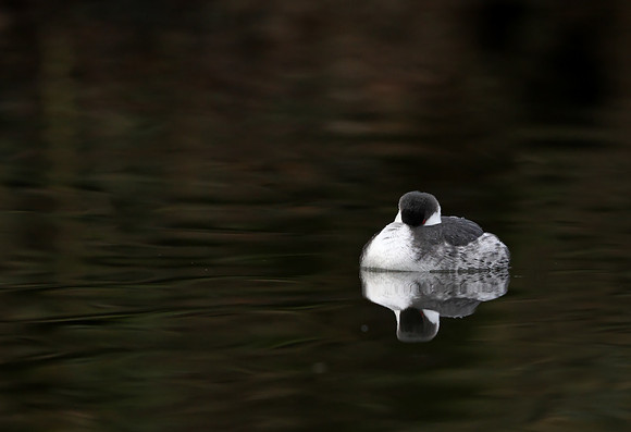Slavonian Grebe