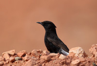 Black Wheatear