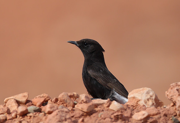 Black Wheatear