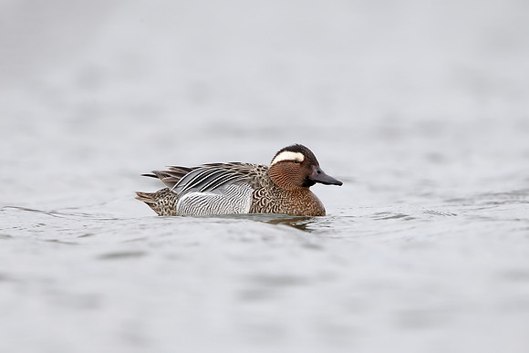 Garganey