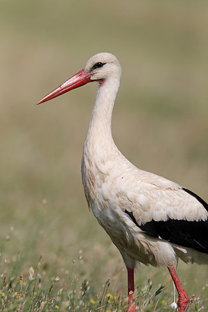 White Stork