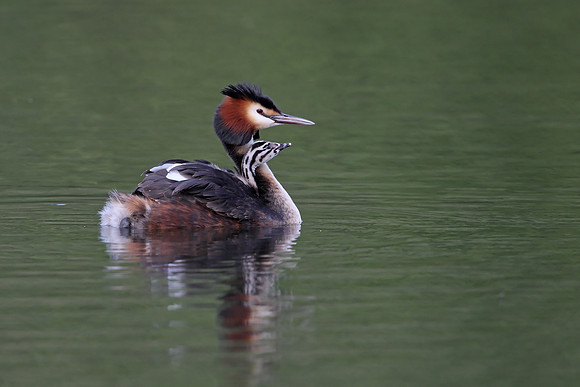 Great Crested Grebe
