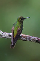Buff-tailed Coronet