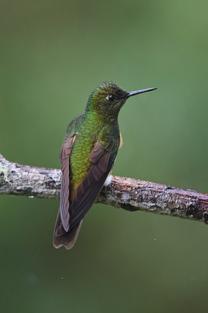 Buff-tailed Coronet