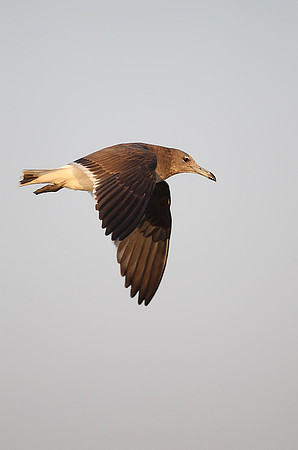 Sooty Gull