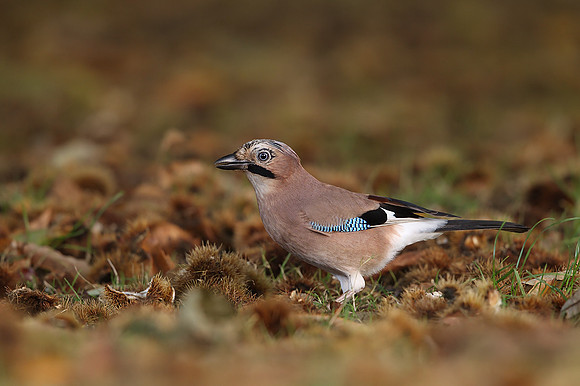 Jay