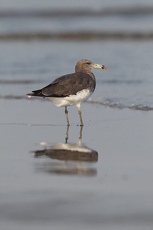 Sooty Gull