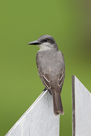 Grey Kingbird