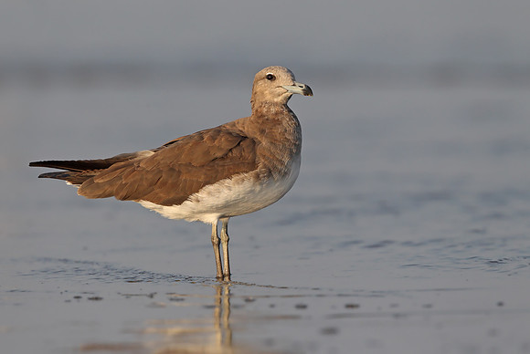 Sooty Gull